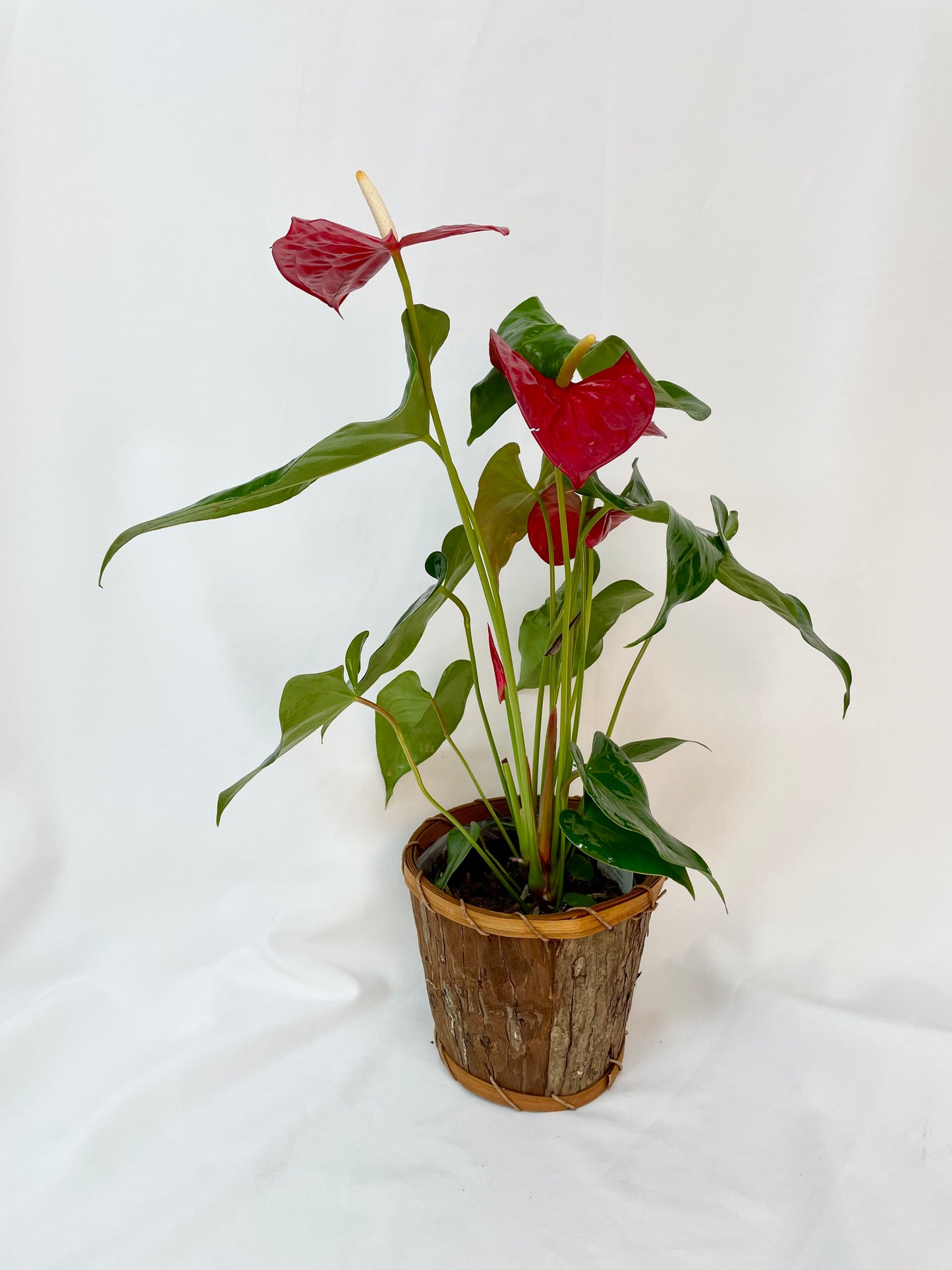 Anthurium de 6 pouces avec fleurs rouge vif et feuilles brillantes, présenté dans un cache-pot rustique en bois, idéal pour ajouter une touche de couleur et de sophistication à votre intérieur.
