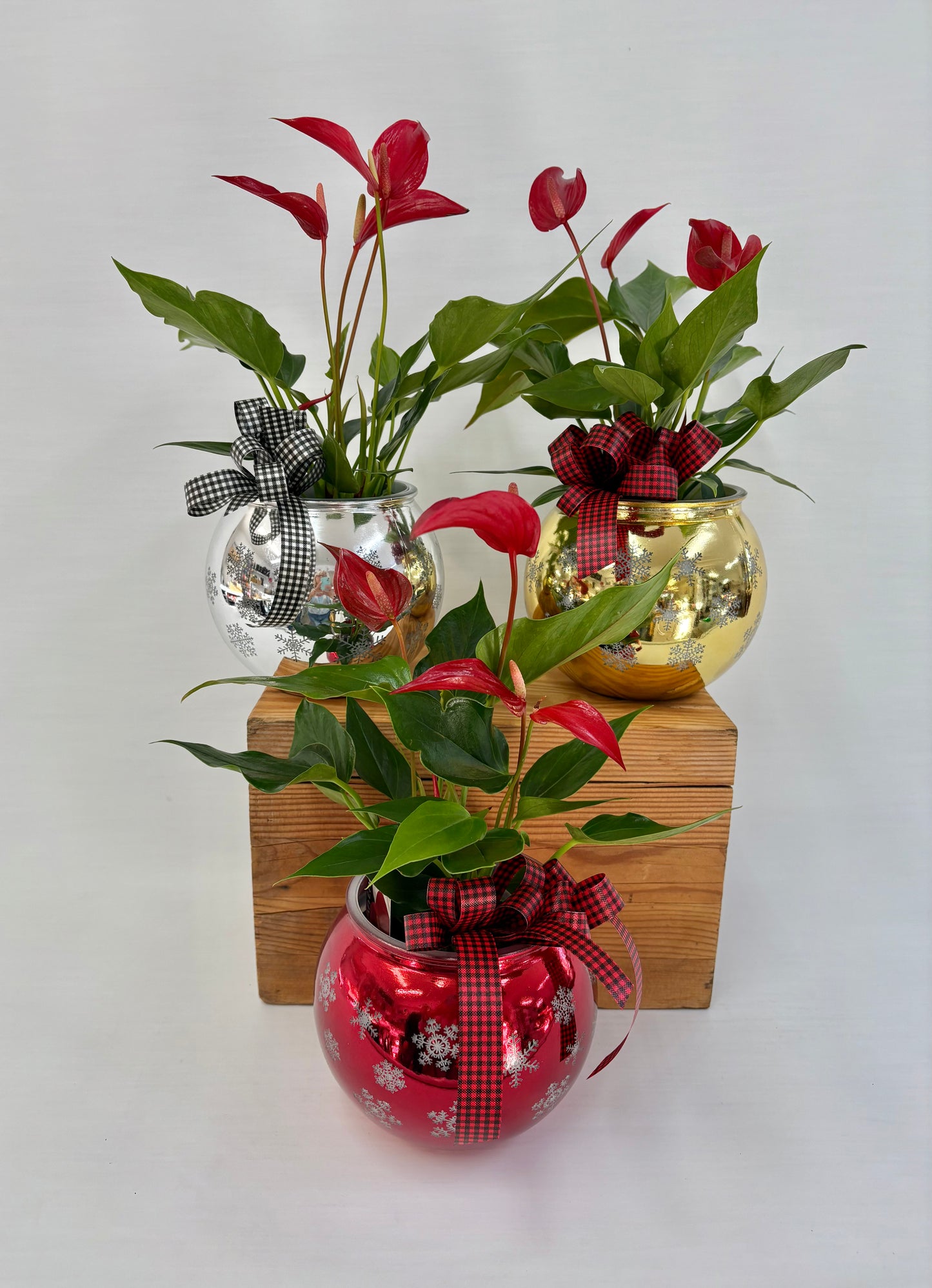 Anthurium Boulle de Noël