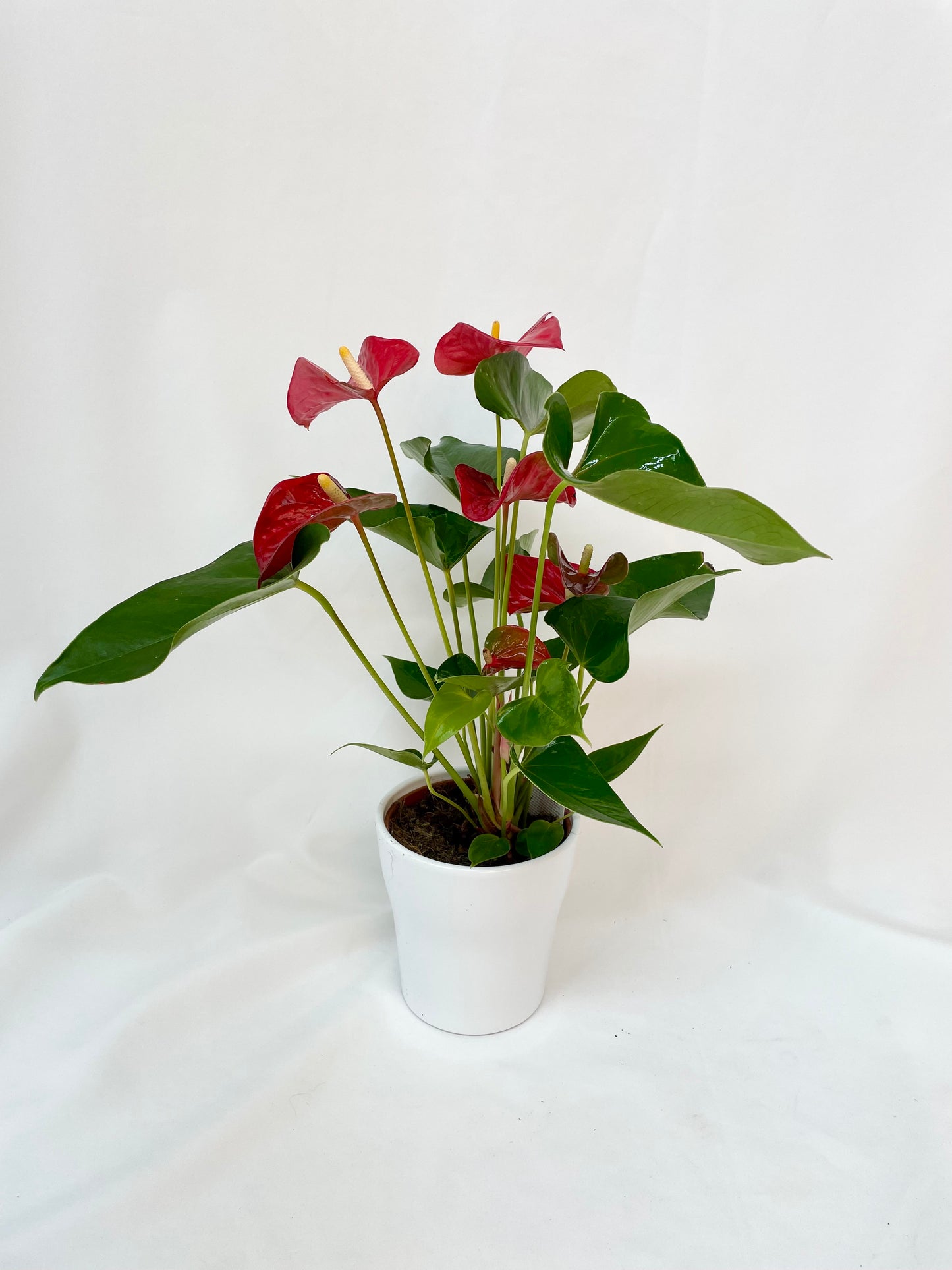 Anthurium de 5 pouces en pot blanc, avec des fleurs rouge vif et des feuilles vertes brillantes, idéal pour ajouter une touche de couleur et de sophistication à votre intérieur.