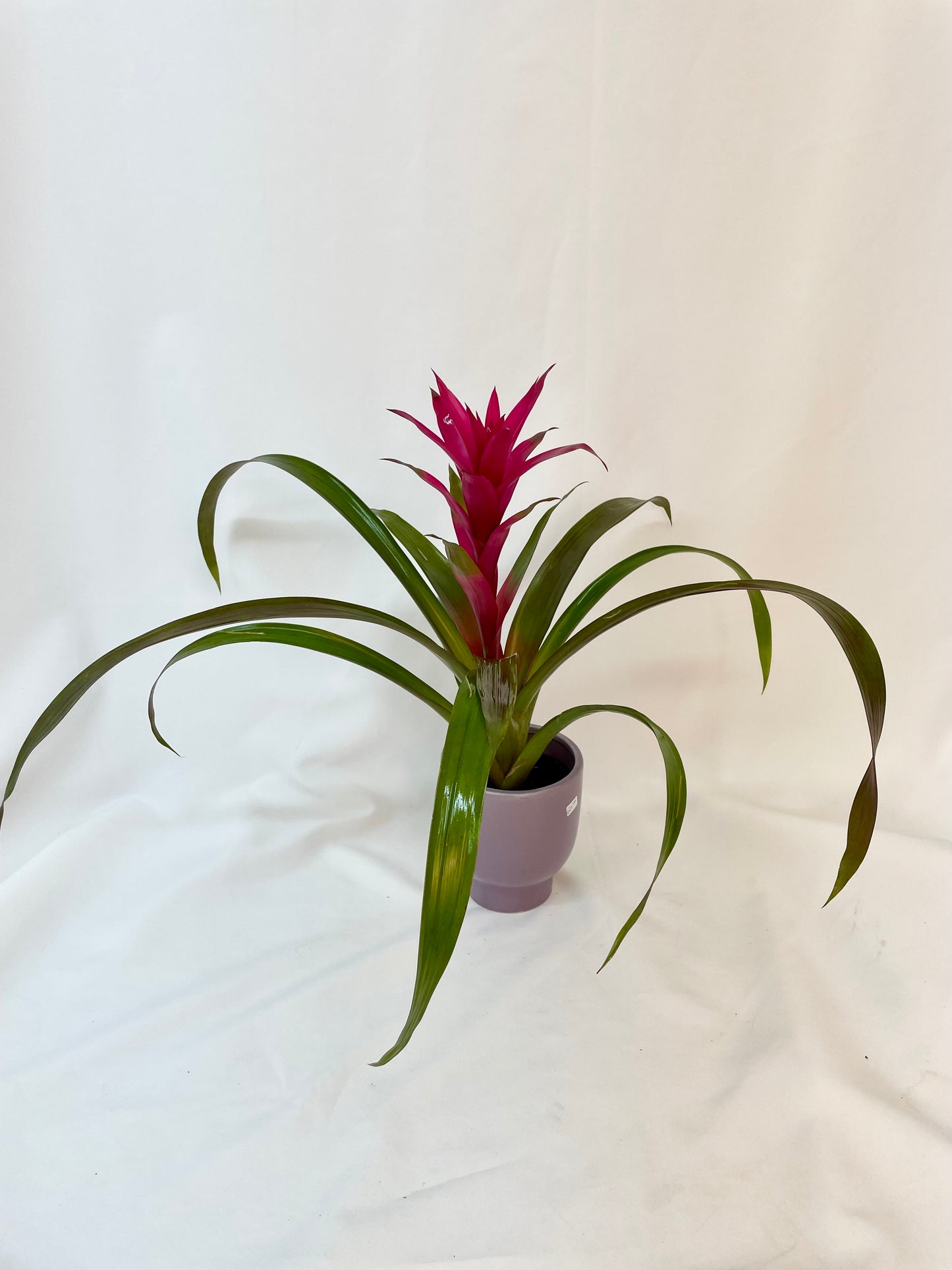 Bromelia Guzmania 5"