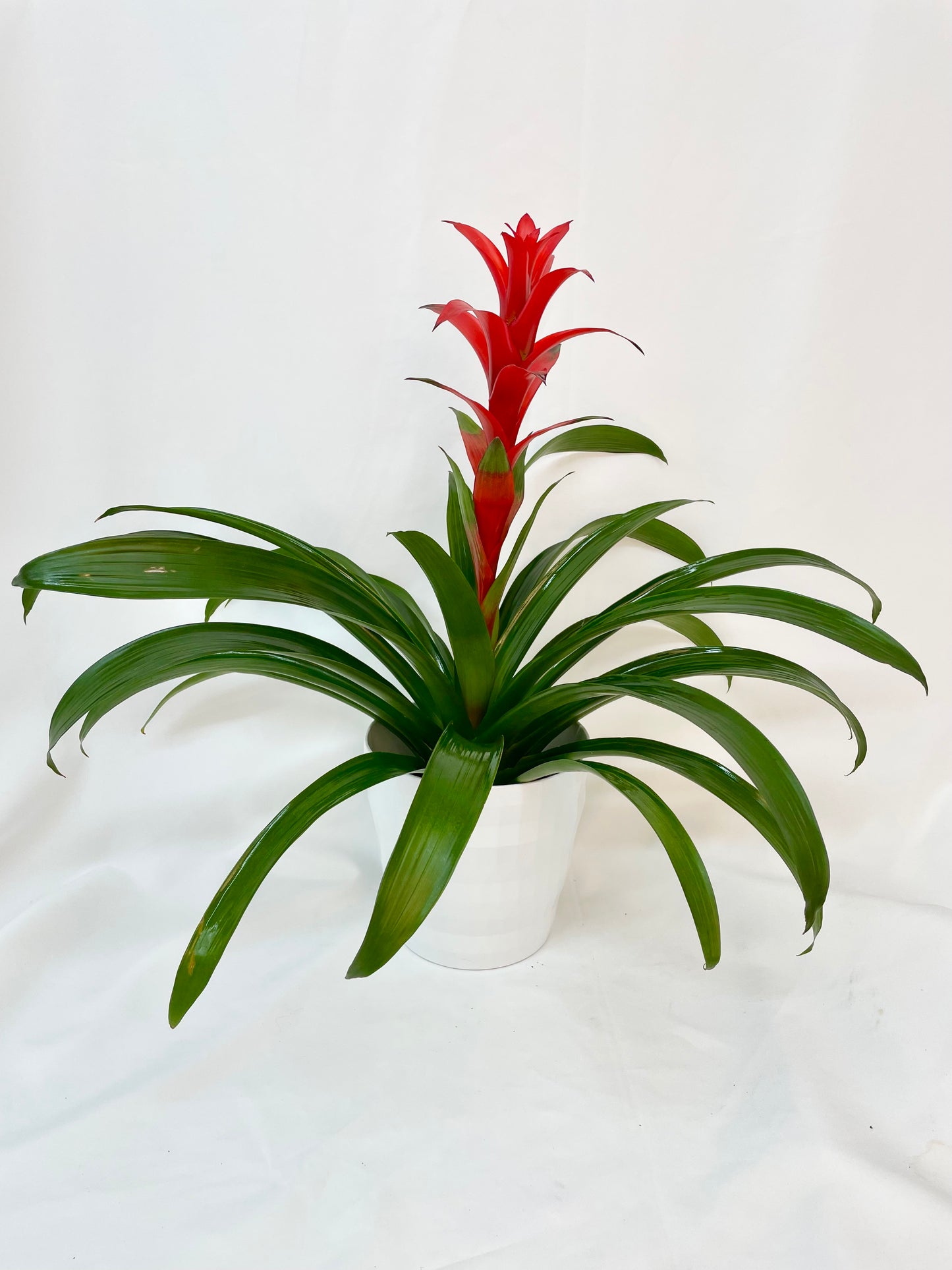 Bromelia Guzmania de 6 pouces dans un cache-pot élégant, avec des feuilles vertes et une fleur rouge vibrante, idéale pour ajouter une touche exotique et colorée à votre intérieur.