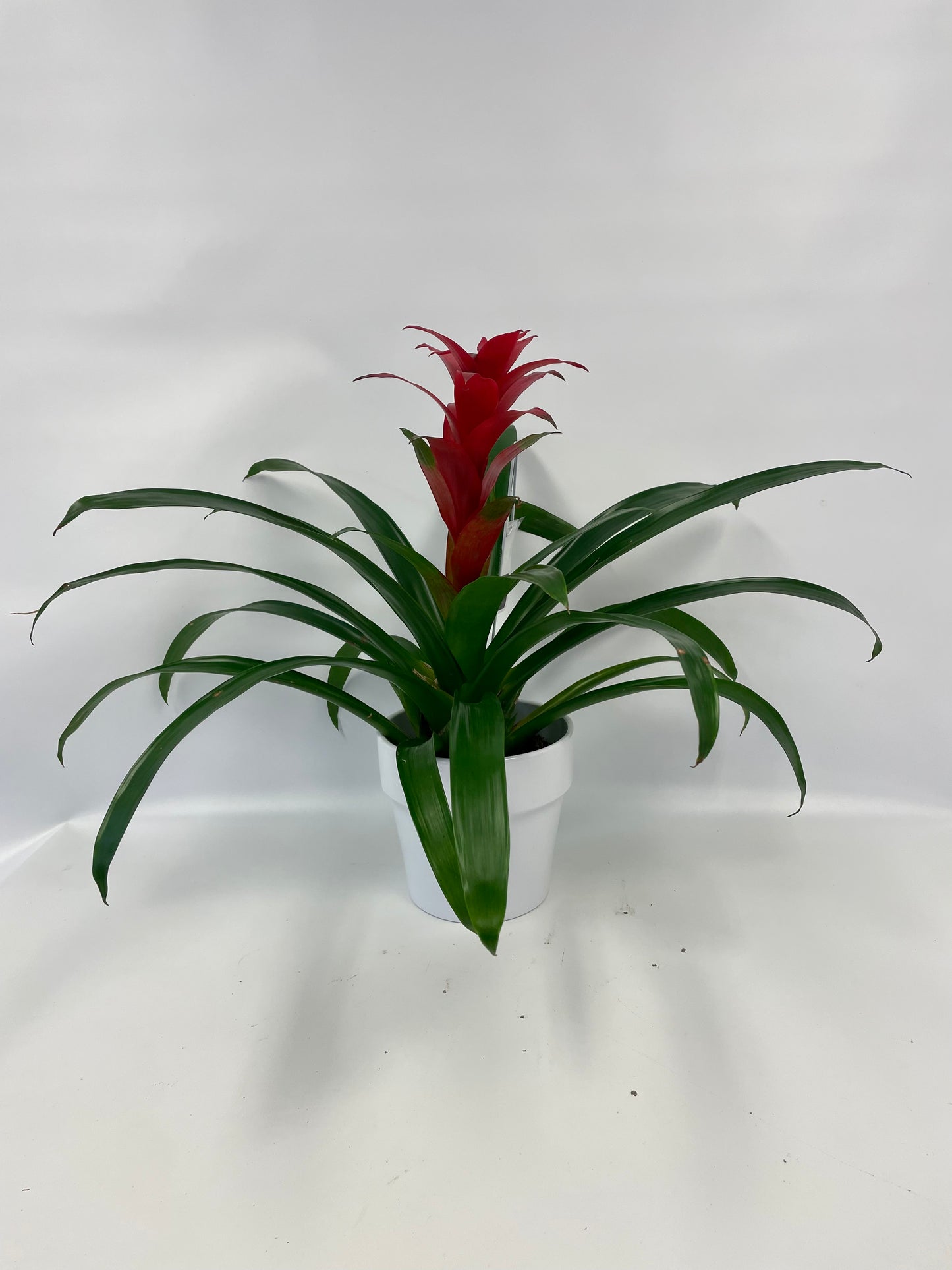 Guzmania 6¨