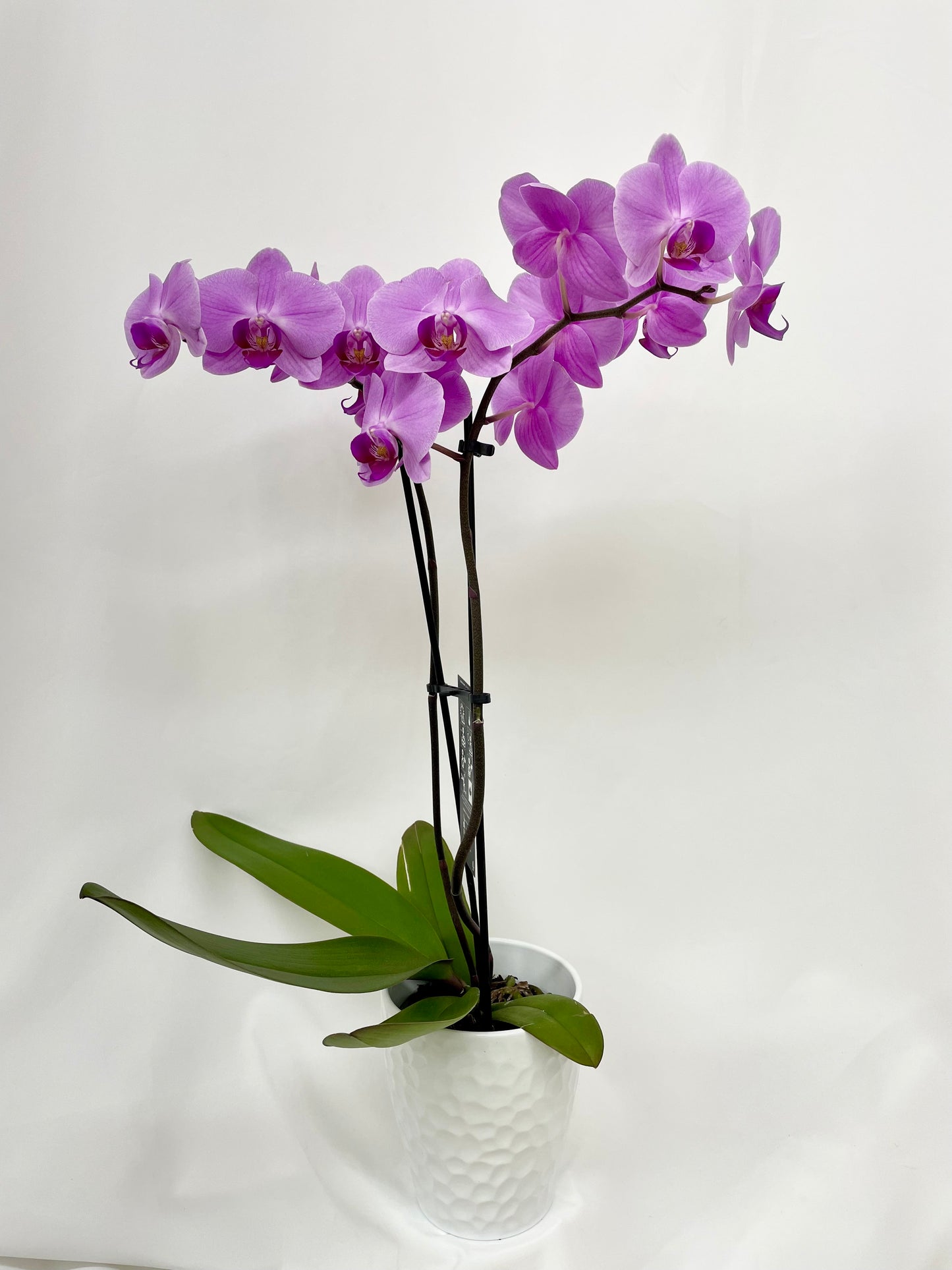 Orchidée mauve