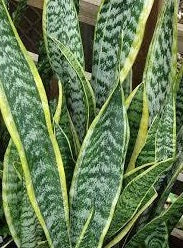 Sansevière Laurentii 12¨