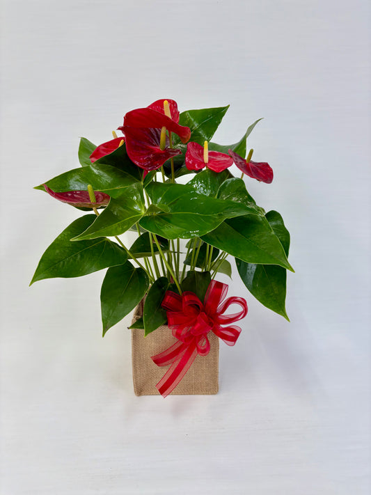Anthurium 5¨
