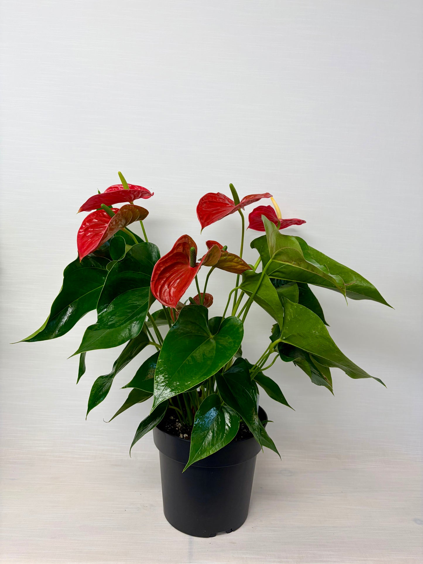 Anthurium 8¨