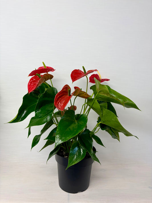 Anthurium 8¨