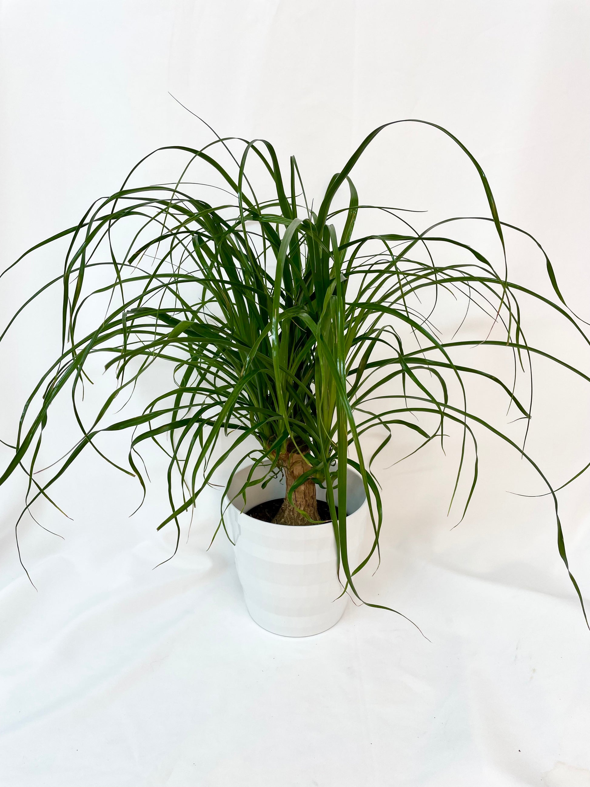 Beaucarnea Souche de 6 pouces, également appelé pied d’éléphant, une plante d’intérieur nécessitant peu d’eau, présentée dans un cache-pot blanc élégant.