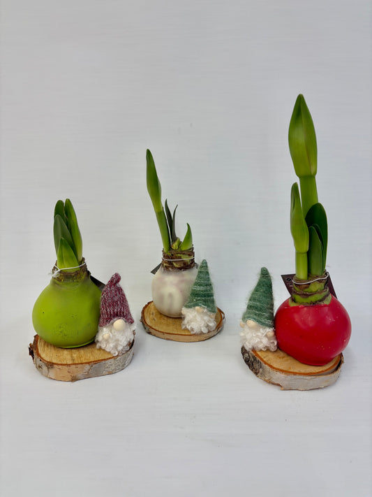 Bulbe d'amaryllis de noël