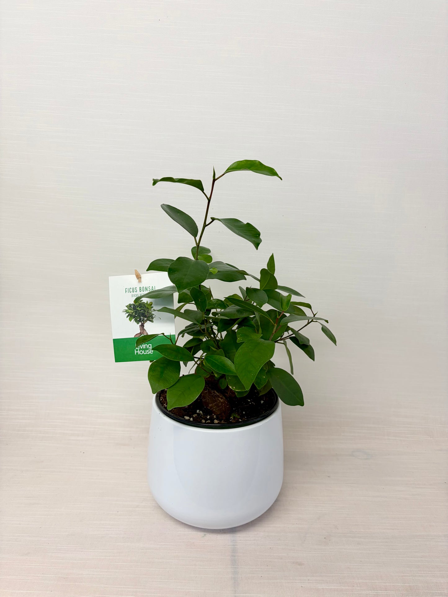 Ficus Ginseng
