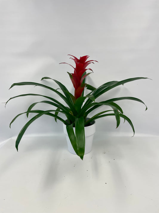 Guzmania 6¨