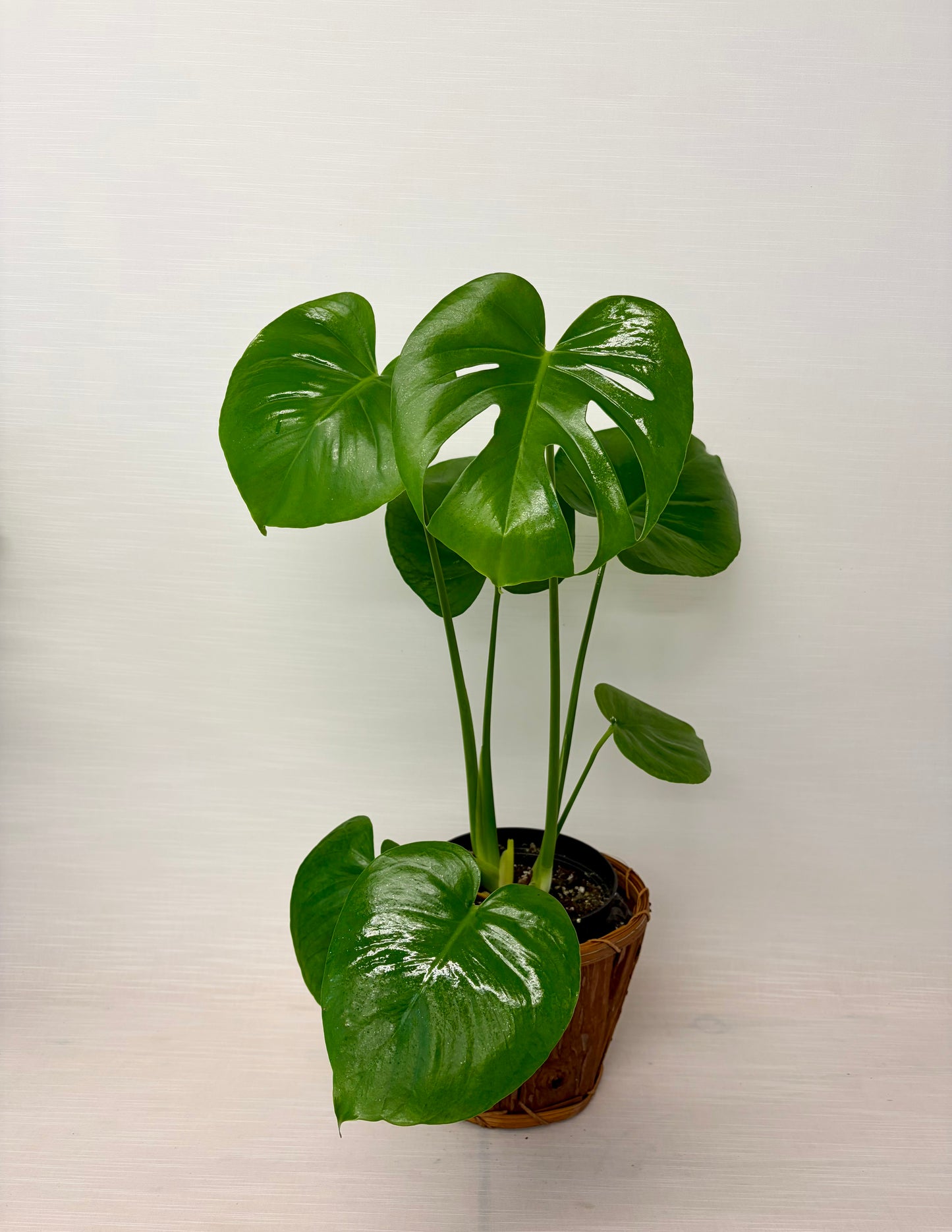 Monstera 6¨