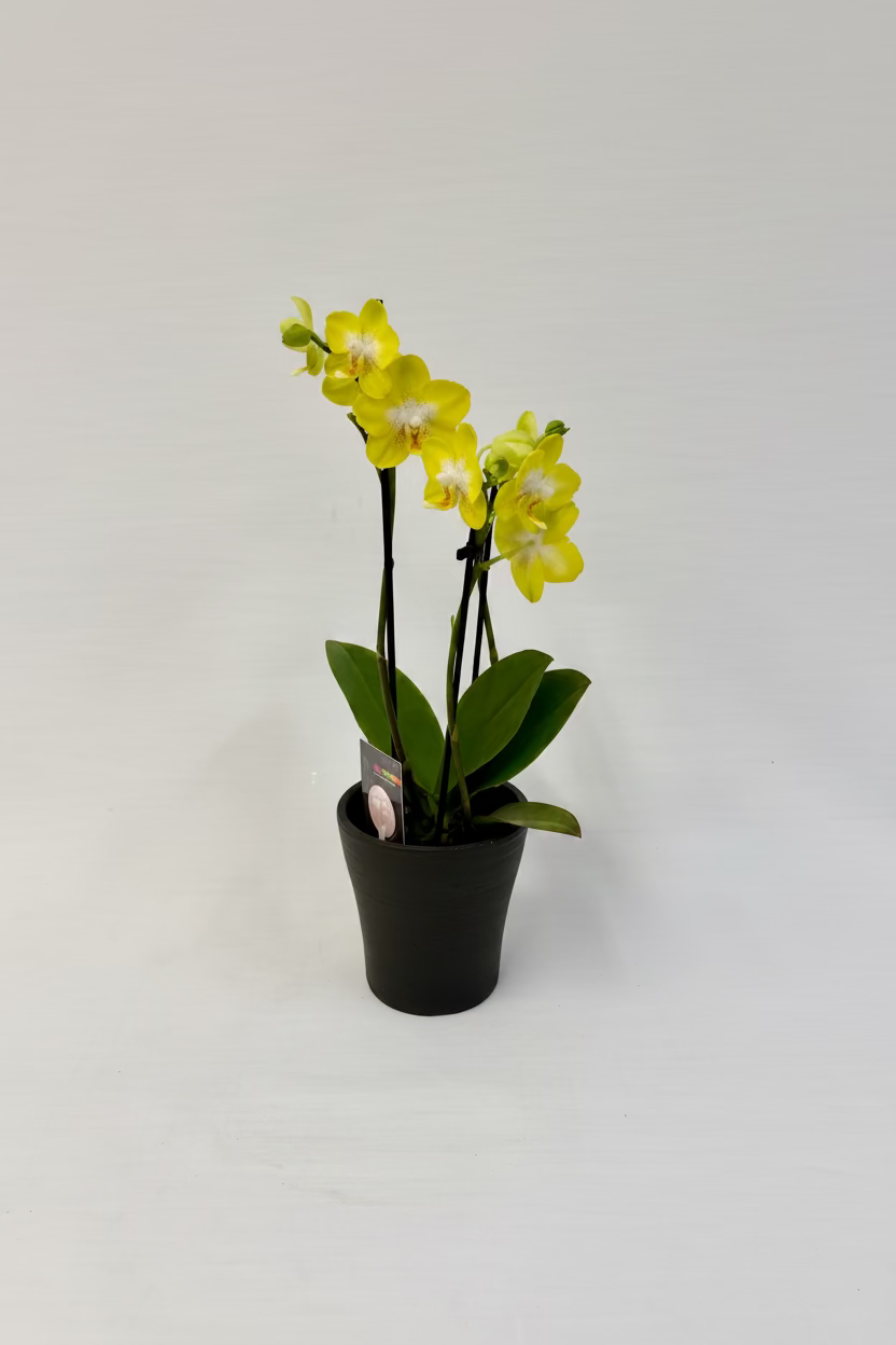 Petite orchidée 3¨