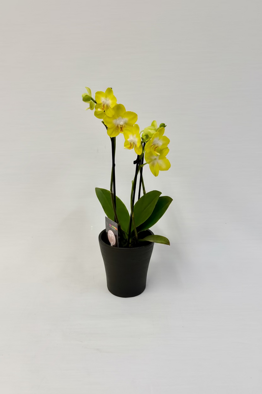 Petite orchidée 3¨