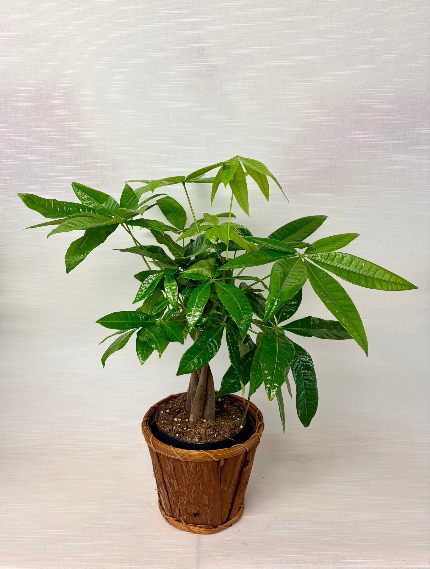 Pachira aquatica tressé 6¨