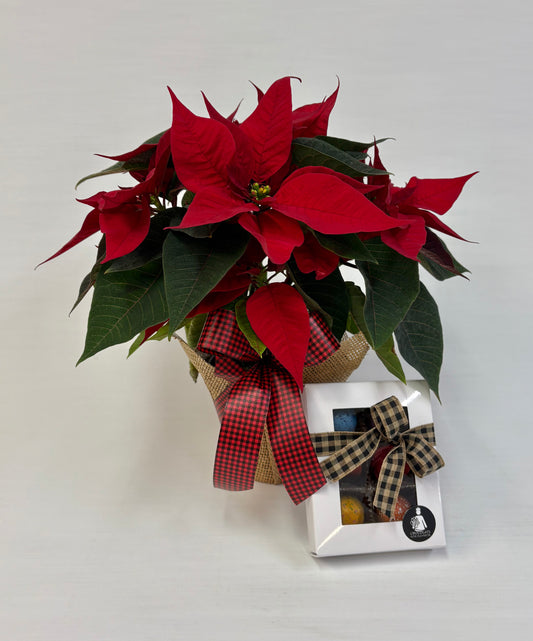 Petit Poinsettias et Chocolats