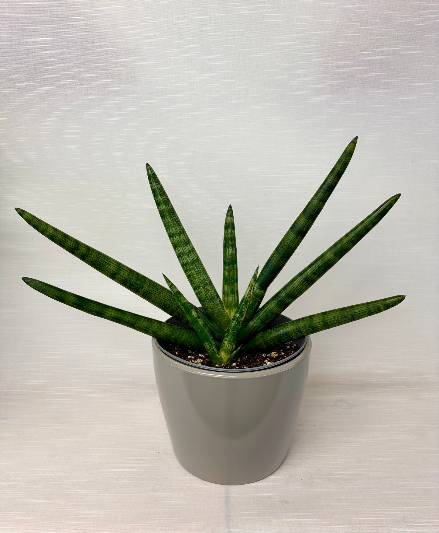 Sansevière starfish 8¨