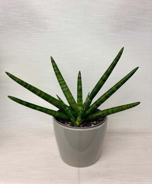 Sansevière starfish 8¨