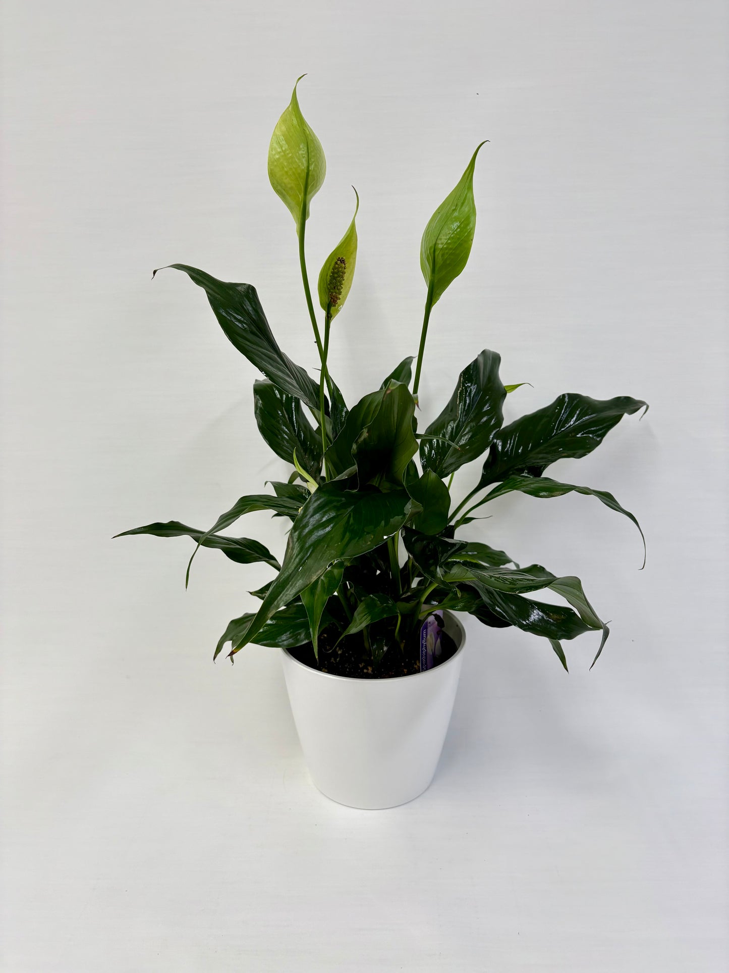 Spathiphyllum5¨