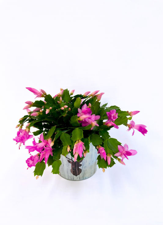 Cactus de Noël de 6 pouces avec fleurs roses éclatantes dans un pot décoratif en métal, parfait pour la saison des fêtes.
