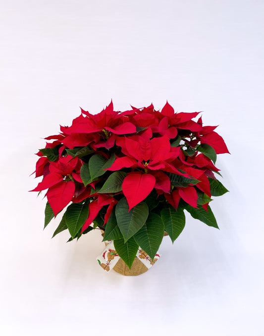 Poinsettia de Noël aux feuilles rouges éclatantes et feuillage vert, présenté dans un cache-pot festif décoré.