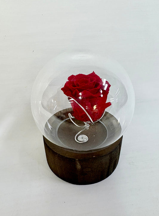 Rose Éternelle Valentine