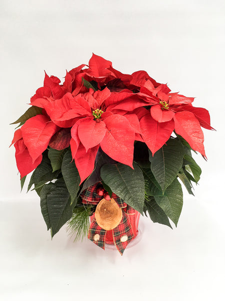 Poinsettia de Noël